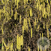 Corylus a. 'Contorta' 150-175 cm met kluit solitair