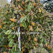 Corylus a. 'Contorta' 175-200 cm met kluit solitair