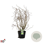 Corylus a. Medusa 80-100 cm 12L kegel