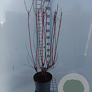Cornus alba 'Sibirica' 80-100 cm 7,5L