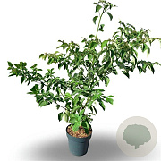 Cornus controversa 125-150 cm 12L