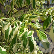 Cornus controversa 'Variegata' 125-150 cm met kluit