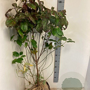 Cornus florida 125-150 cm met kluit