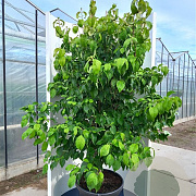 Cornus florida 80-100 cm met kluit