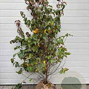 Cornus kousa chinensis 125-150 cm met kluit