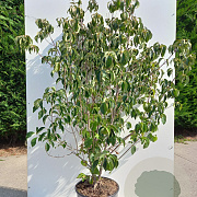 Cornus kousa chinensis 175-200 cm 20L solitair