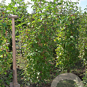 Cornus mas 125-150 cm met kluit