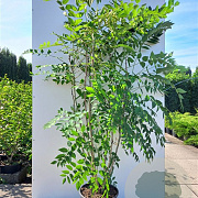Decaisnea fargesii 100-125 cm 12L