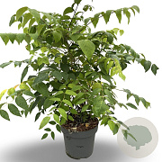 Decaisnea fargesii 100-125 cm 12L