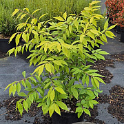 Euonymus alat. 'Compactus' 50-60 cm 7,5L