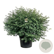 Euonymus alat. 'Compactus' 80-100 cm met kluit solitair