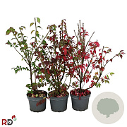 Euonymus alatus 60-80 cm 5,0L