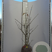 Euonymus europaeus 'Red Cascade' 100-125 cm met kluit