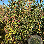 Euonymus europaeus 'Red Cascade' 150-175 cm met kluit