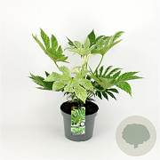 Fatsia japonica 'Spider's Web' 30-40 cm 5,0L