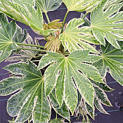Fatsia japonica 'Spider's Web' 40-50 cm 7,5L