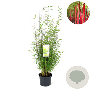 Fargesia 'Red Dragon' 60-80 cm 5,0L