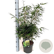 Fargesia robusta 'Formidable' 80-100 cm 5,0L