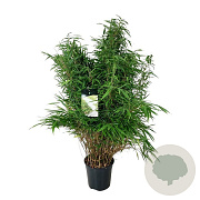 Fargesia robusta 'Pingwu' 50-60 cm 5,0L