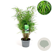 Fargesia rufa 40-60 cm 5,0L