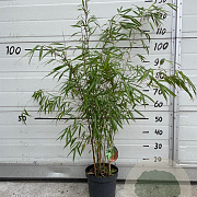Fargesia scabrida 'Asian Wonder' 60-80 cm 5,0L