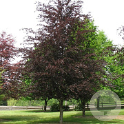 Fagus syl. 'Riversii' 200-225 cm met kluit