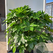 Fatsia japonica 40-60 cm 7,5L