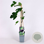 Ficus car. 'Brown Turkey' 70 cm 2,0L