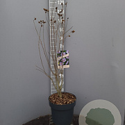 Hibiscus syr. 'Oiseau Bleu' 100-125 cm 12L