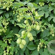 Humulus l. 'Hersbrucker' GM 2,0L