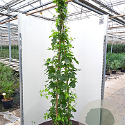 Humulus lupulus 'Prima Donna'® GM 2,0L