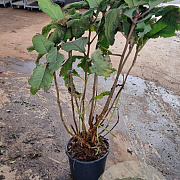 Hydrangea asp. 'Macrophylla' 80-100 cm 15L