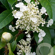 Hydrangea seemannii 50-60 cm 7,5L