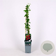 Jasminum beesianum 70 cm 2,0L
