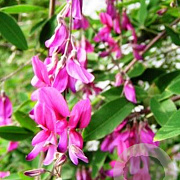 Lespedeza thunbergii 60-80 cm 5,0L