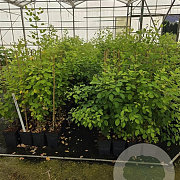 Lespedeza thunbergii 80-100 cm 5,0L