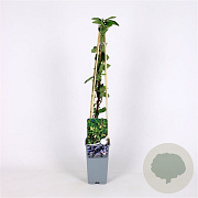 Lonicera caerulea 70 cm 2,0L