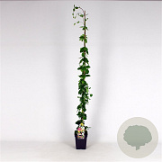 Lonicera heckr. 'American Beauty' 150-175 cm 5,0L