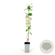 Lonicera heckr. 'American Beauty' 80-100 cm 2,5L