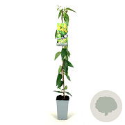 Lonicera henryi 'Copper Beauty' 80-100 cm 2,5L