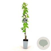 Lonicera jap. 'Halliana' 80-100 cm 2,5L