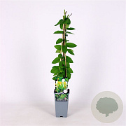 Lonicera jap. 'Hall's Prolific' 70 cm 2,0L