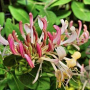 Lonicera per. 'Belgica' 150-175 cm 5,0L