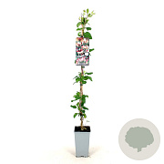 Lonicera periclymenum 80-100 cm 2,5L