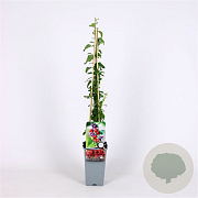 Lycium barbarum 70 cm 2,0L
