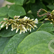 Maackia amurensis 60-80 cm met kluit