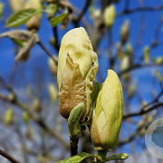 Magnolia brooklynensis 'Elizabeth' 100-125 cm met kluit