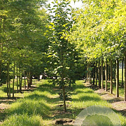 Magnolia 'Galaxy' 80-100 cm met kluit