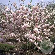 Magnolia 'George Henry Kern' 50-60 cm met kluit