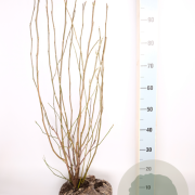 Magnolia 'George Henry Kern' 60-80 cm met kluit